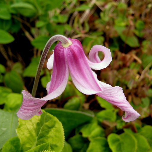 Clematis integrifolia pink